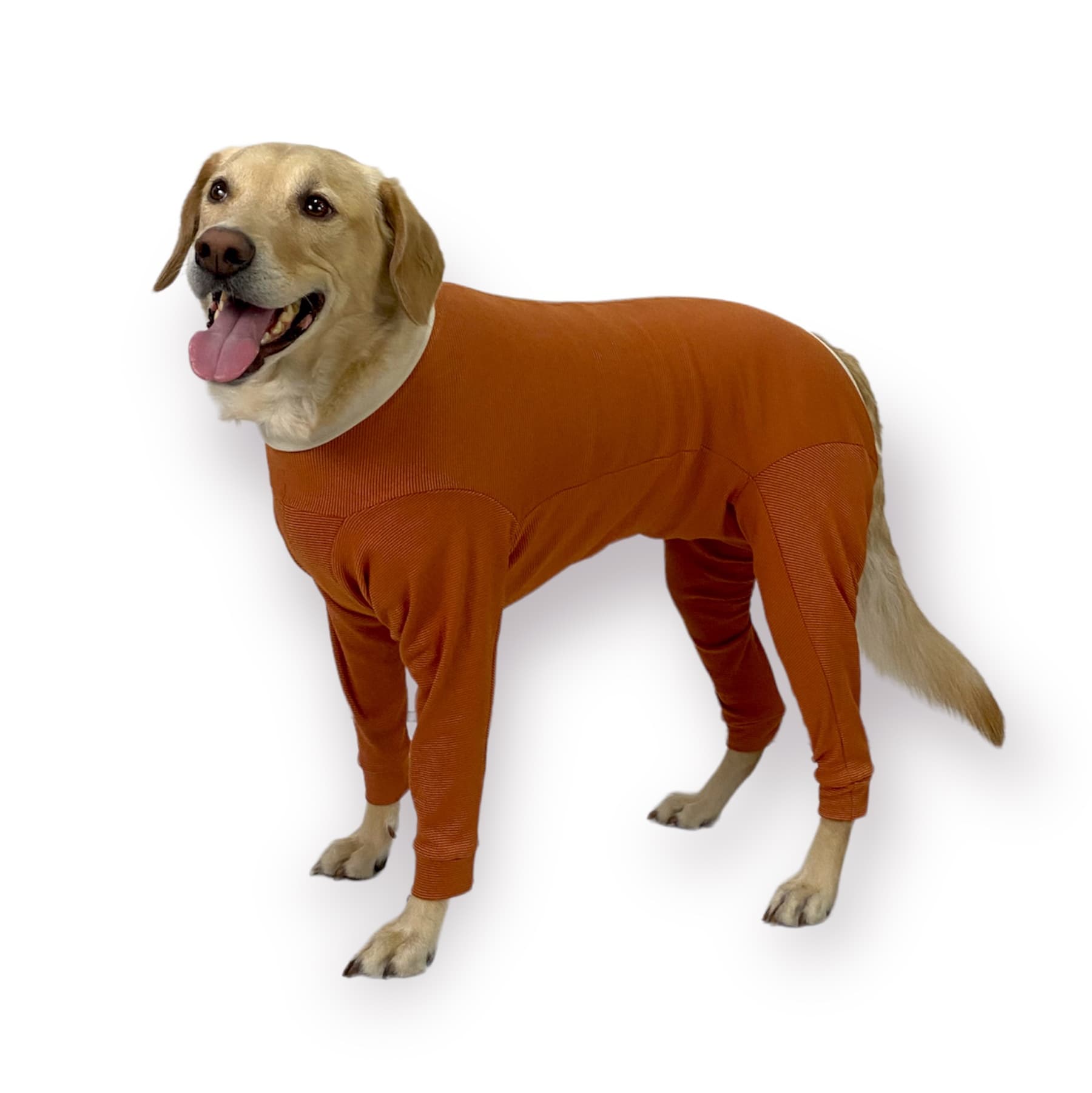 Labrador wearing a CopperBody 4-Legs recovery suit