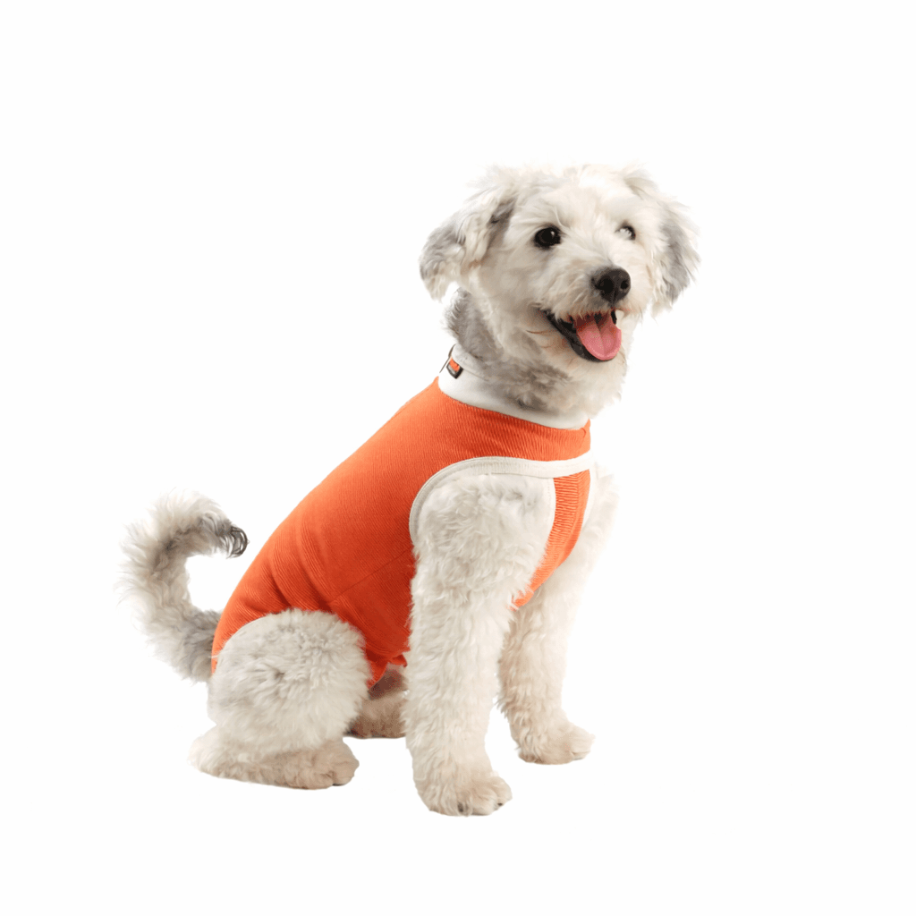Dog wearing a CopperBody Classic recovery suit