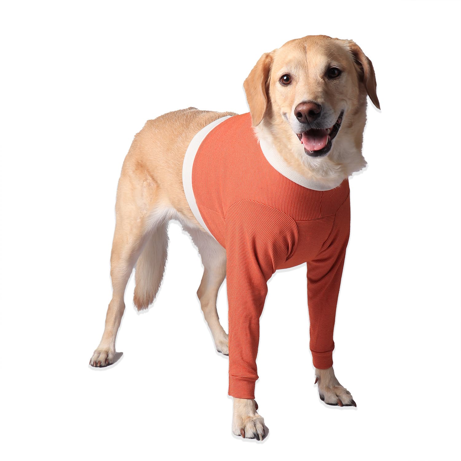 Dog wearing a CopperBody Front Legs recovery suit