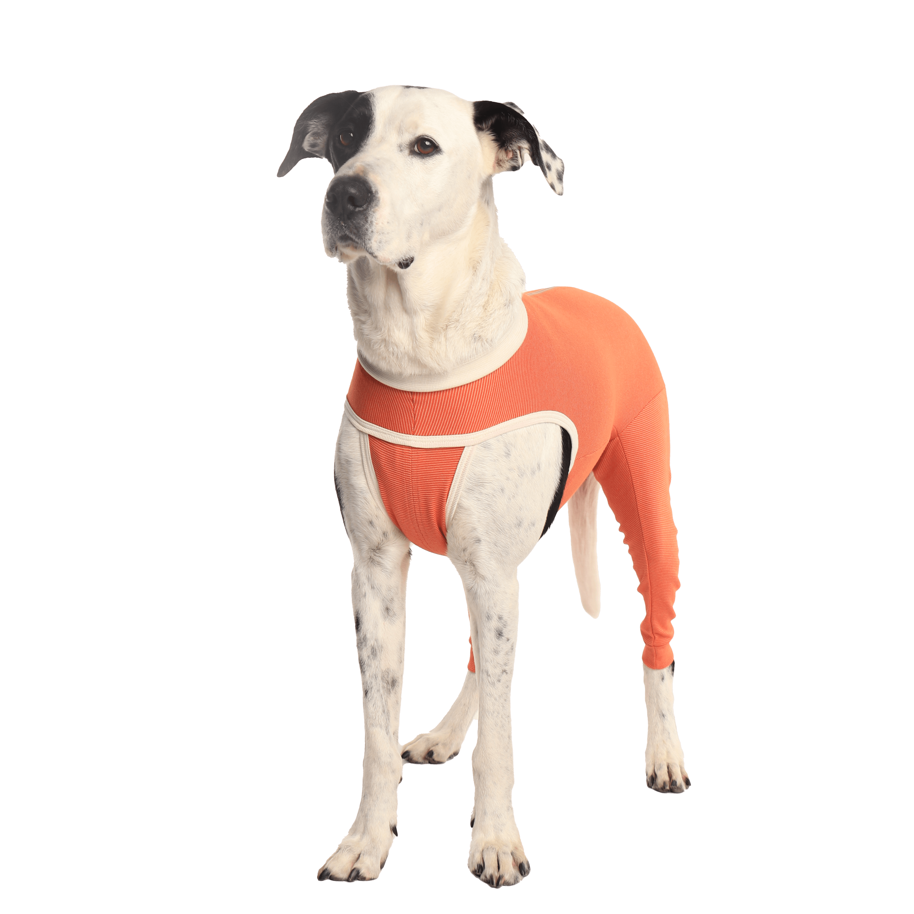 Dog wearing a CopperBody Hind Legs recovery suit