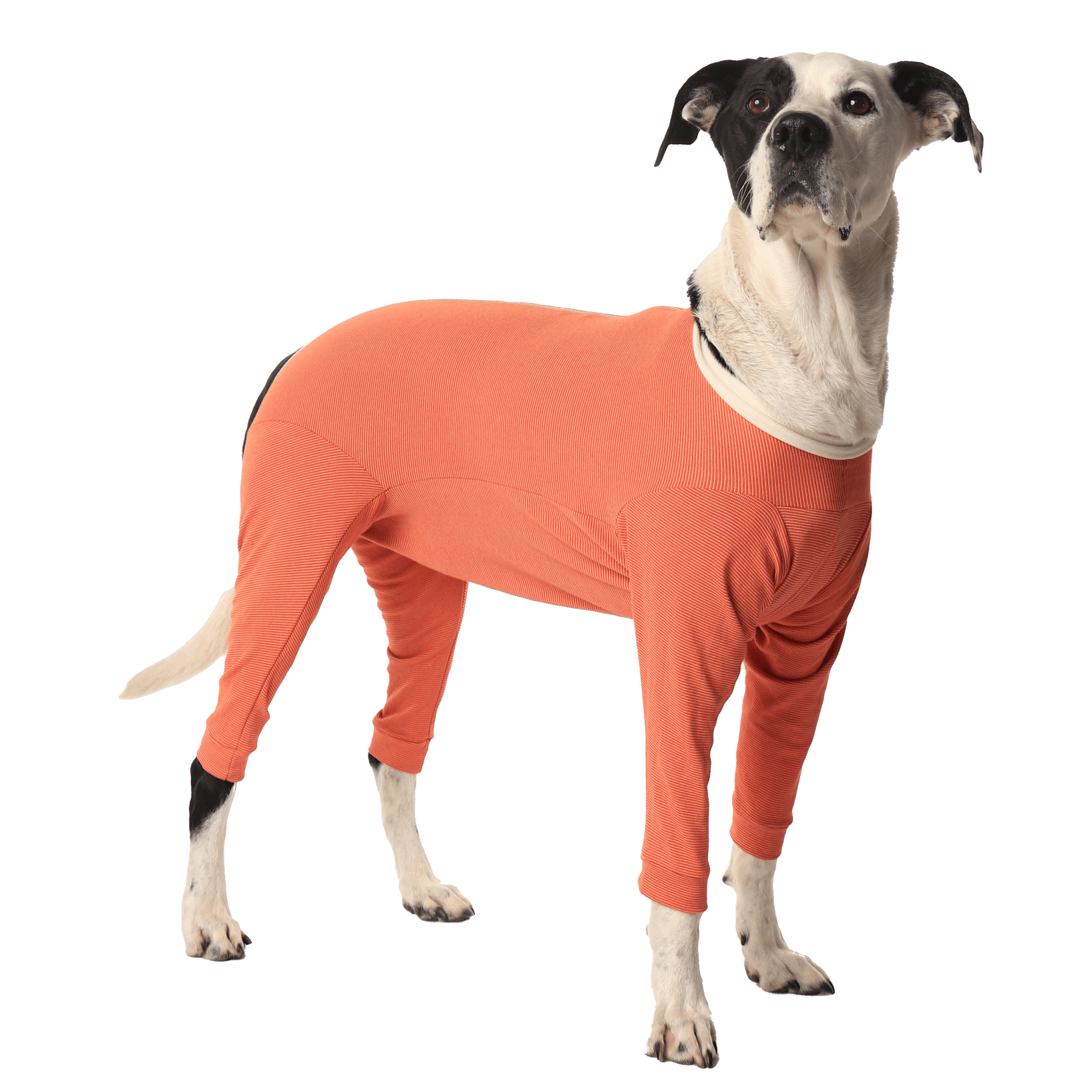 Luna & Milo CopperBody 4-Legs #0